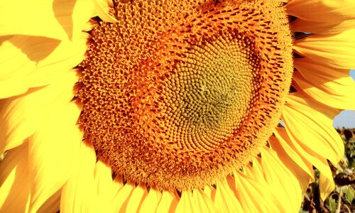 Sunflower flower yellow