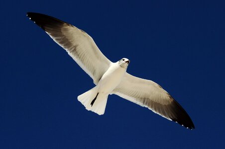 Sea flying seagull photo