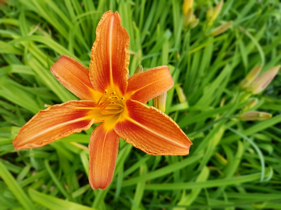 Flowers daylilies summer