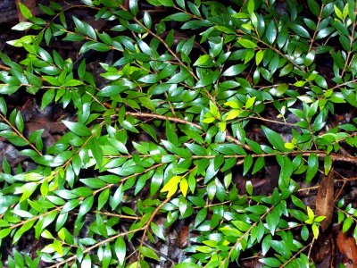 Uromyrtus lamingtonensis Coffs Harbour