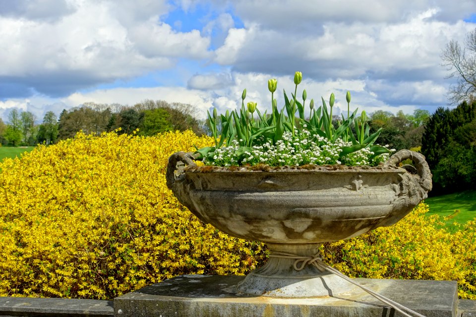Urn with tulips - Royal Castle of Laeken - Brussels, Belgium - DSC07087