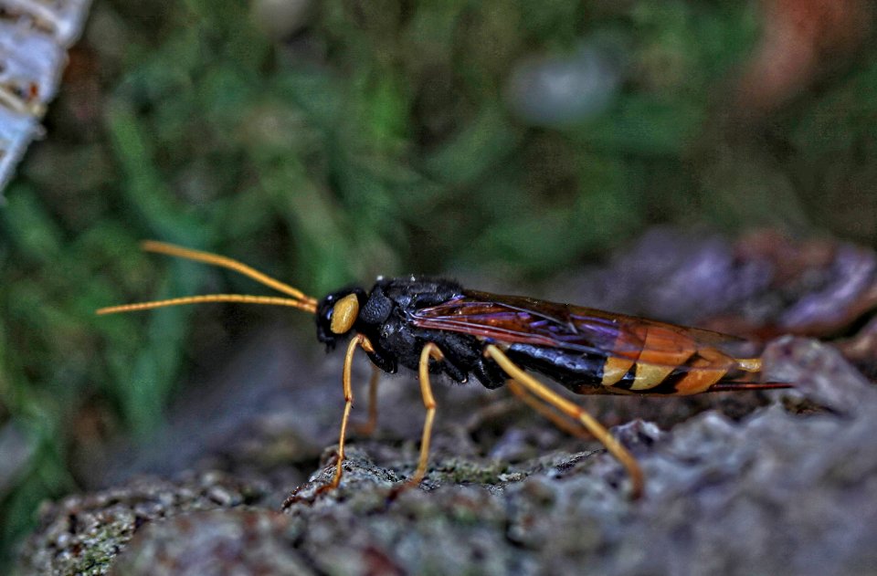 Urocerus gigas - Riesenholzwespe