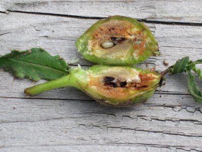 Urophora cardui (Canada thistle gall fly) larva inside gall in Cirsium sp., Arnhem, the Netherlands