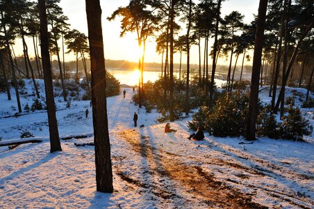 Frost forest trees photo