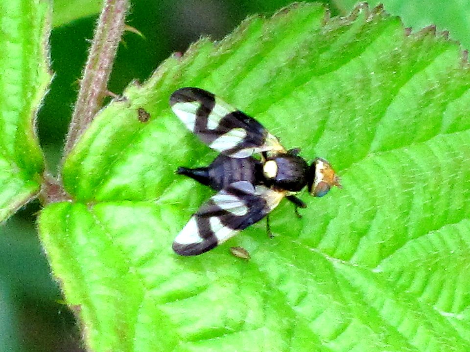 Urophora cardui (Canada thistle gall fly), Arnhem, the Netherlands