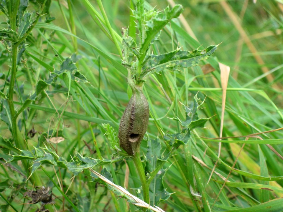 Urophora cardui (Thistle Gall Fly) gall induced in Cirsium arvense (Creeping Thistle), Arnhem, the Netherlands