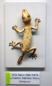 Uroplatus fimbriatus - Museo Civico di Storia Naturale Giacomo Doria - Genoa, Italy - DSC03194
