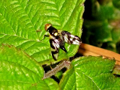 Urophora cardui (Canada thistle gall fly) , Arnhem, the Netherlands