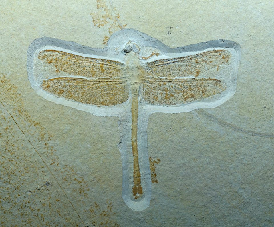 Urogomphus giganteus - Museum fur Naturkunde, Berlin - DSC09921