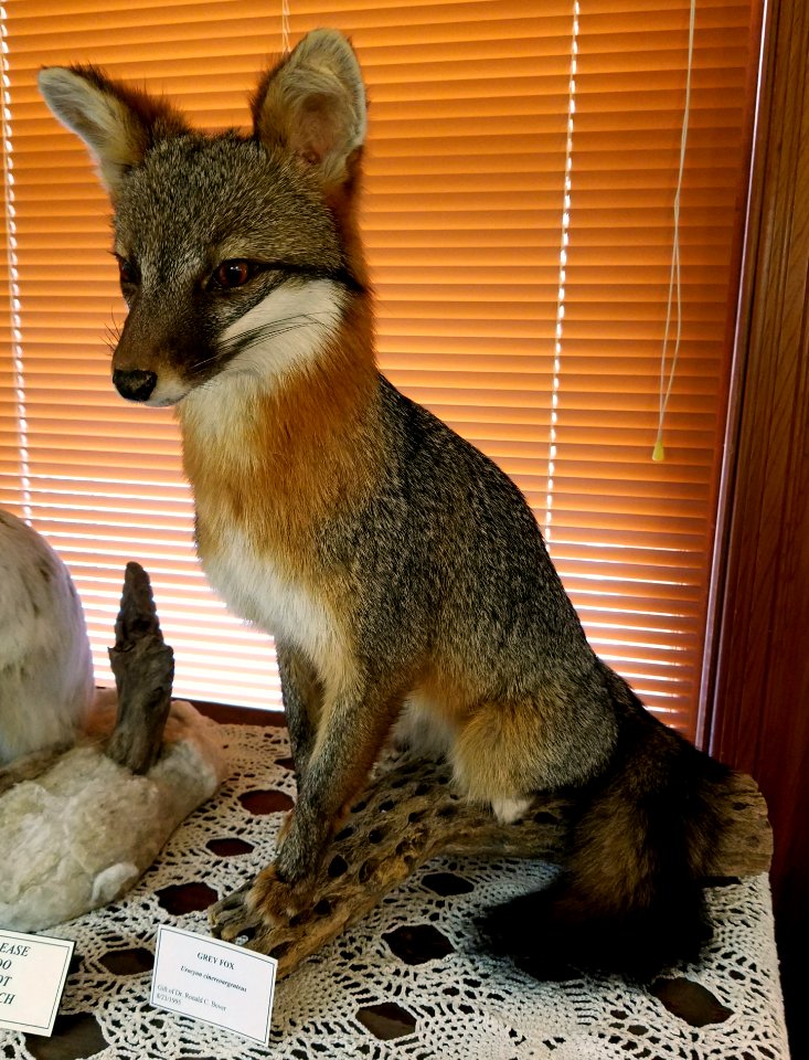 Urocyon cinereoargenteus - Pember Library and Museum - Granville, New York - 20180224 143507