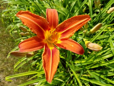 Flowers daylilies summer
