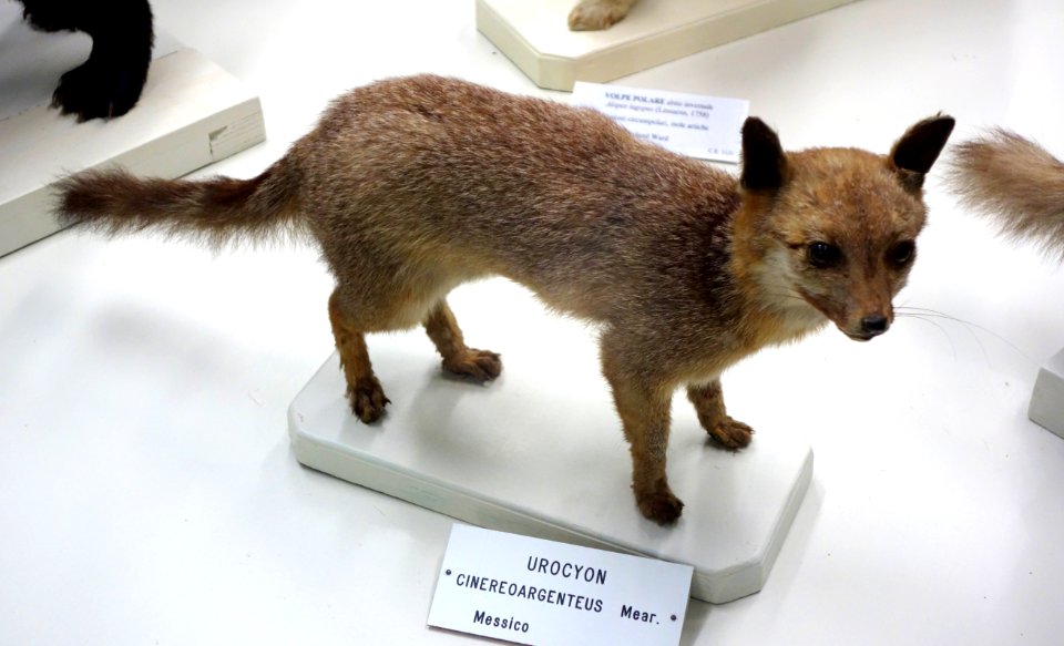 Urocyon cinereoargenteus - Museo Civico di Storia Naturale Giacomo Doria - Genoa, Italy - DSC02595