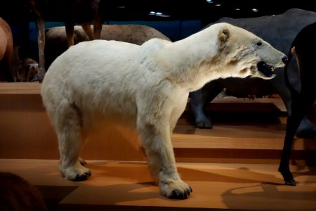 Ursus maritimus - National Museum of Nature and Science, Tokyo - DSC07273