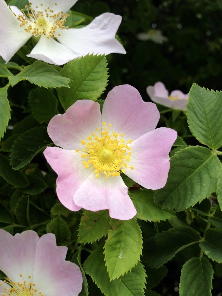 Bush wild rose bush rose