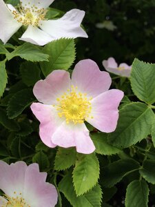 Bush wild rose bush rose