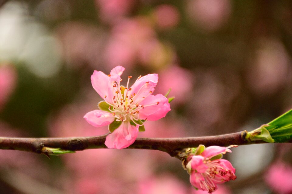 Peach blossom spring pink