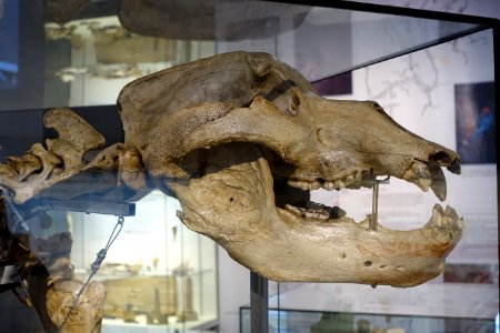 Ursus spelaeus - Naturhistorisches Museum Nürnberg - Nuremberg, Germany - DSC04204