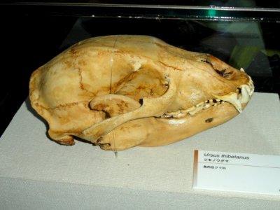 Ursus thibetanus skull - Kyoto University Museum - DSC06442