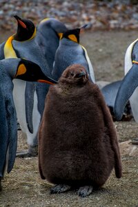 Young penguin baby parents photo