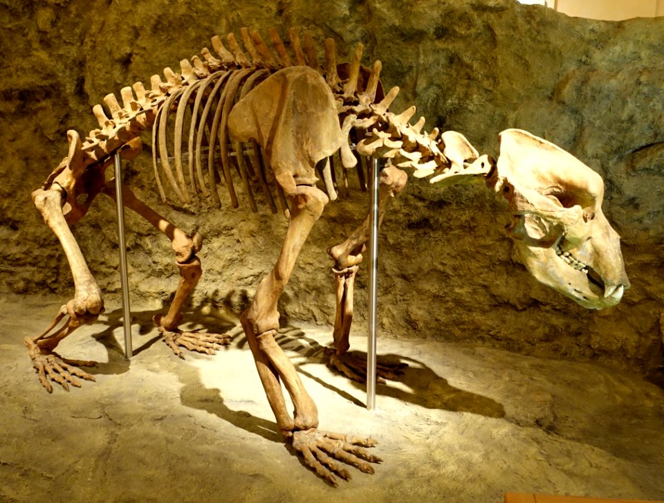 Ursus spelaeus, skeleton - Naturhistorisches Museum, Braunschweig, Germany - DSC05231