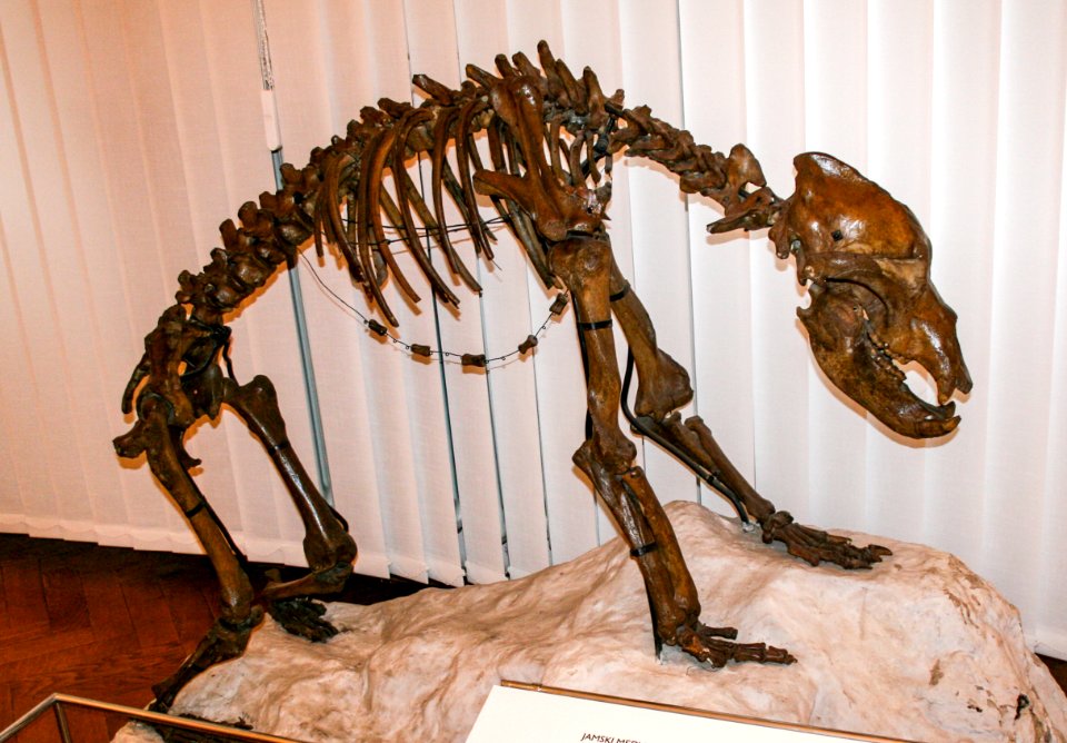 Ursus spelaeus skeleton in the National Museum of Slovenia