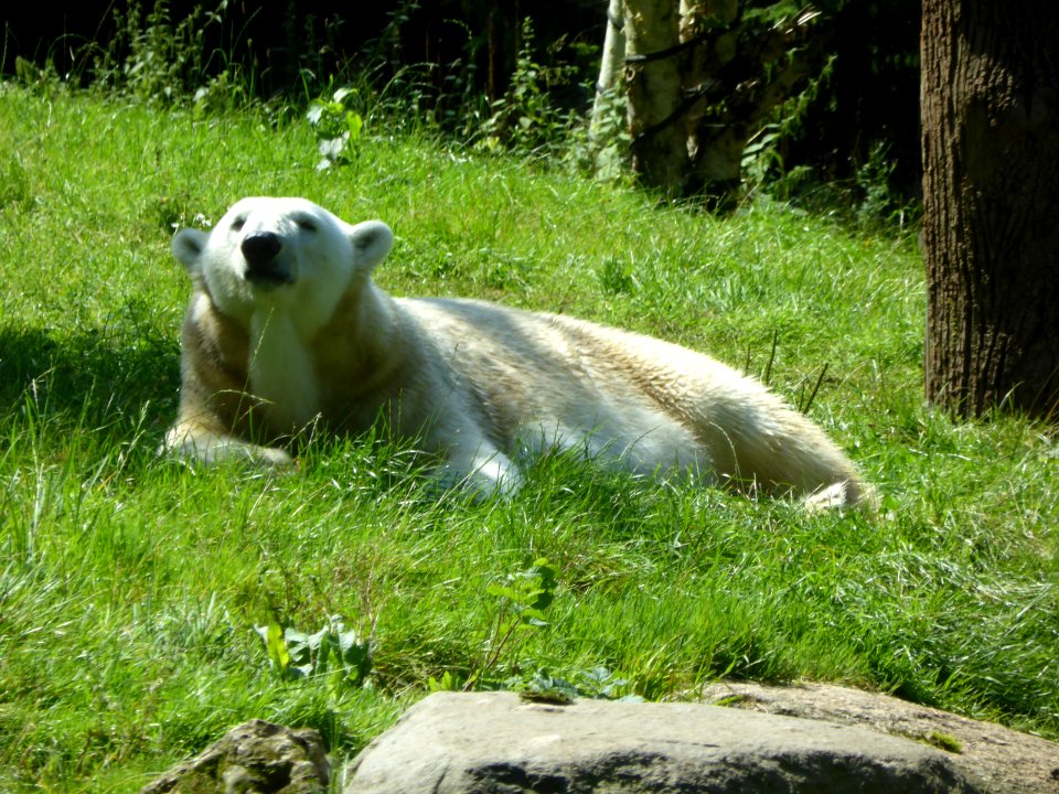 Ursus-maritimus