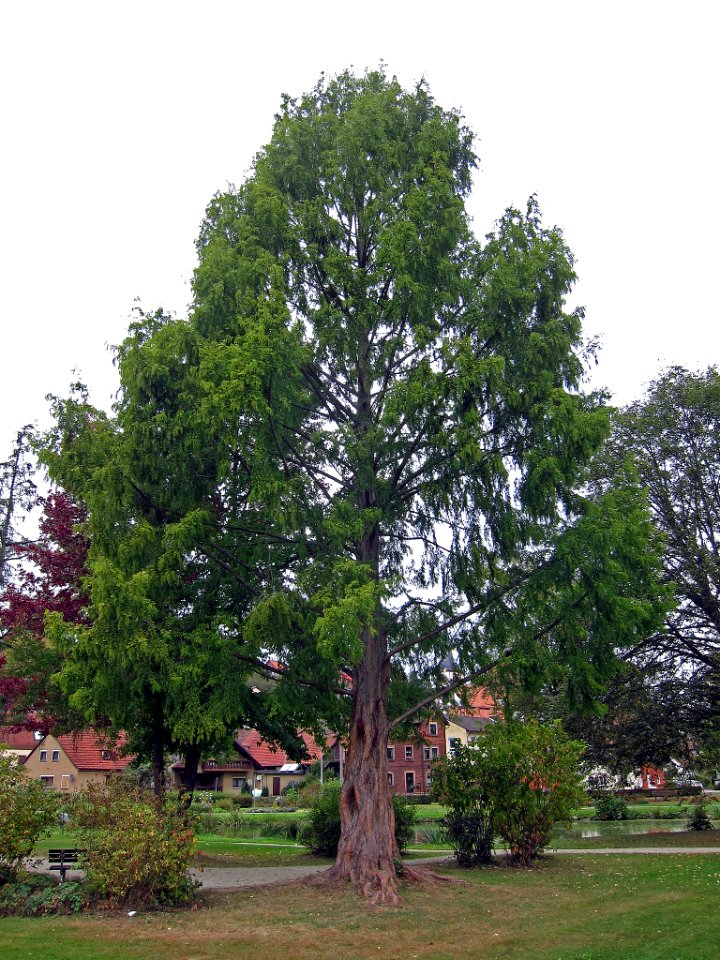 Urweltmammutbaum Burgsinn, 2