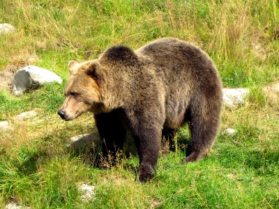 Ursus arctos in Junsele
