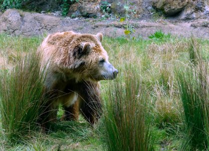 Ursus arctos horribilis - San Francisco Zoo - San Francisco, CA - DSC03646