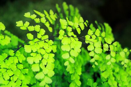 Fern leaf leaf fern photo