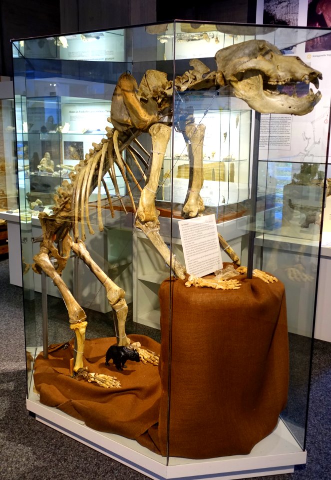 Ursus spelaeus - Naturhistorisches Museum Nürnberg - Nuremberg, Germany - DSC04203