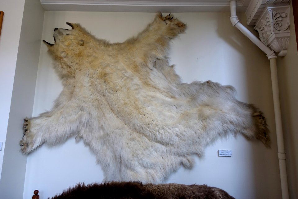 Ursus maritimus skin - Redpath Museum - McGill University - Montreal, Canada - DSC08033
