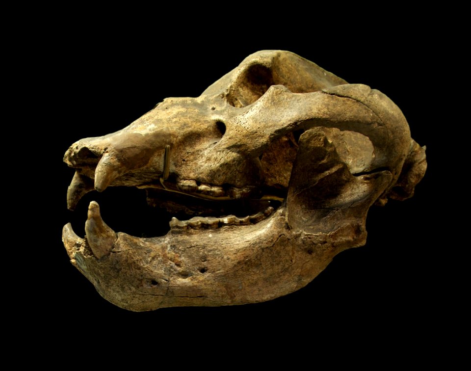 Ursus spelaeus MNHN