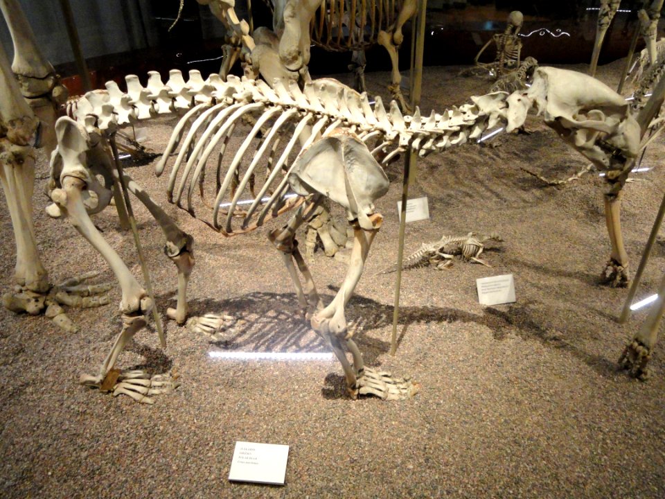 Ursus maritimus skeleton - Finnish Museum of Natural History - DSC04518