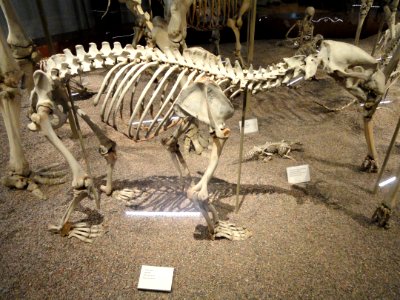 Ursus maritimus skeleton - Finnish Museum of Natural History - DSC04518