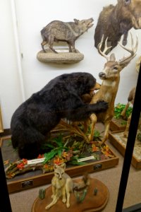 Ursus americanus and Odocoileus hemionus columbianus - Mount Angel Abbey Museum - Mount Angel Abbey - Mount Angel, Oregon - DSC09976