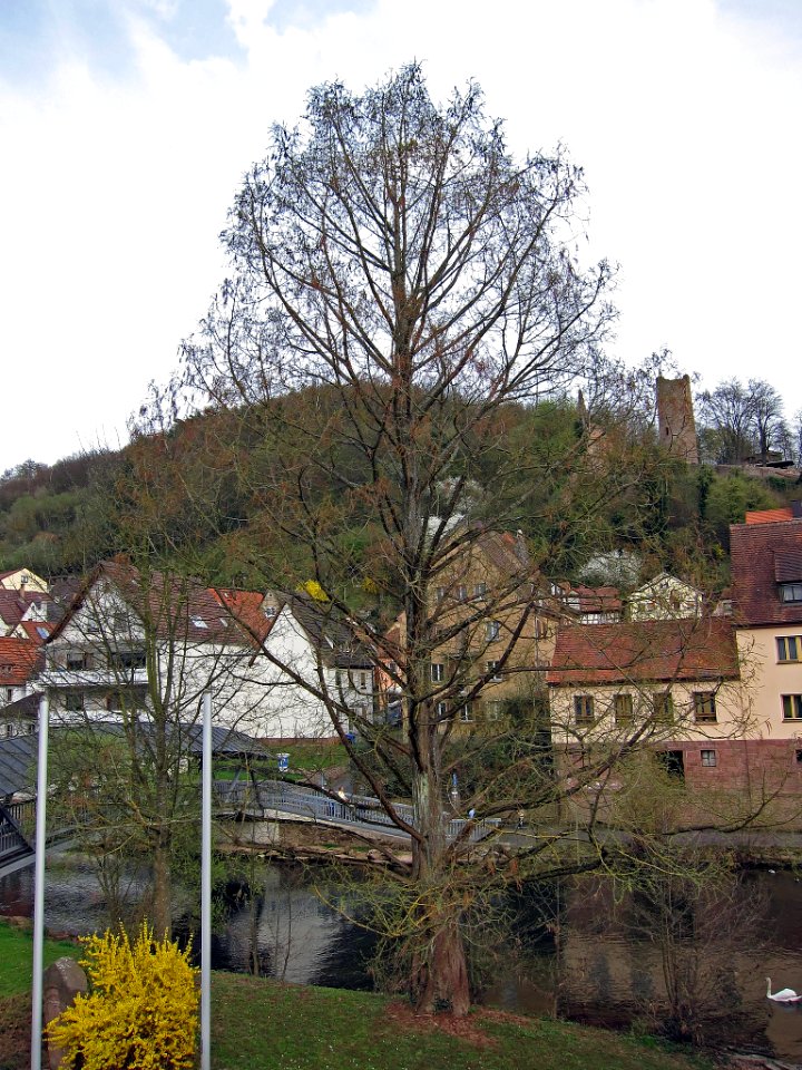 Urweltmammutbaum Gemünden, 2