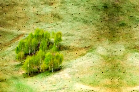 Trees copse remote photo