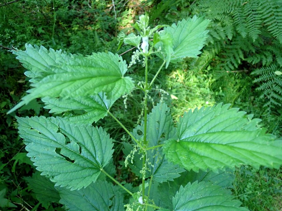 Urtica dioica 137787256