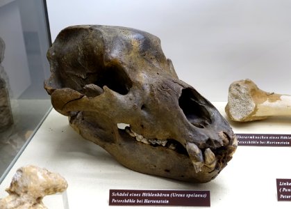 Ursus spelaeus - Naturhistorisches Museum Nürnberg - Nuremberg, Germany - DSC04200