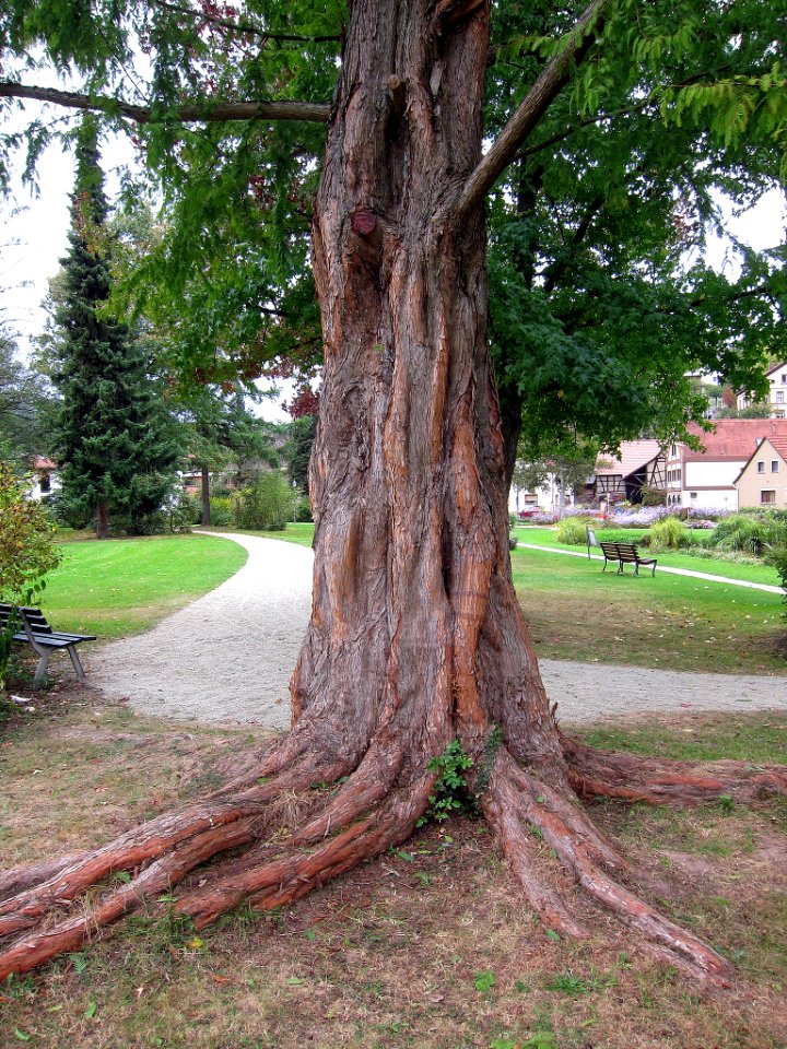 Urweltmammutbaum Burgsinn, 1