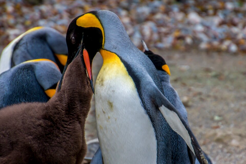 Young penguin baby parents photo