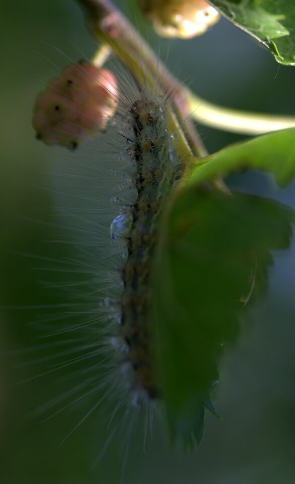 Millipede duda fruit