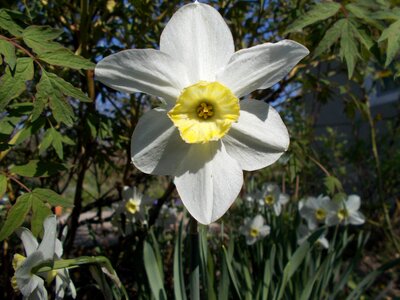 Dacha spring narcissus