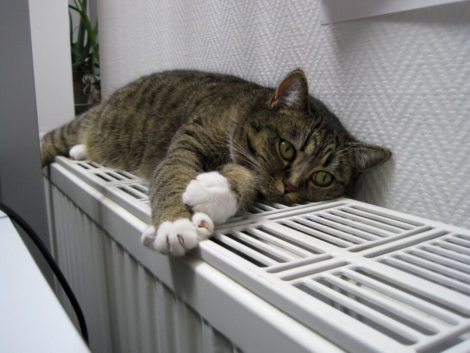 Pets heating sleep