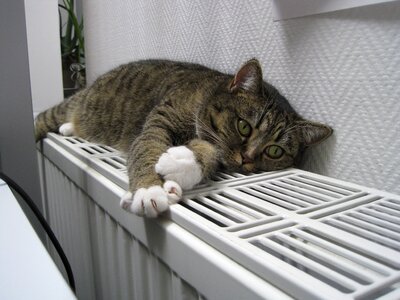 Pets heating sleep photo