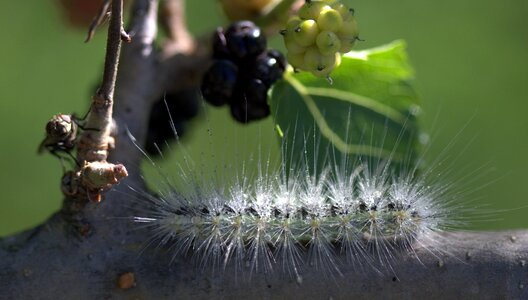 Millipede duda fruit