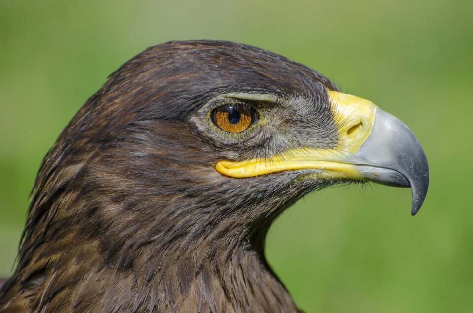 Wildlife bill bird