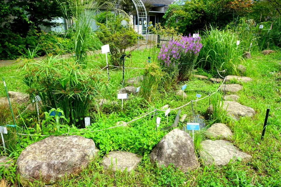 Urban Greening Botanical Garden - Kiba Park - Koto, Tokyo, Japan - DSC05352