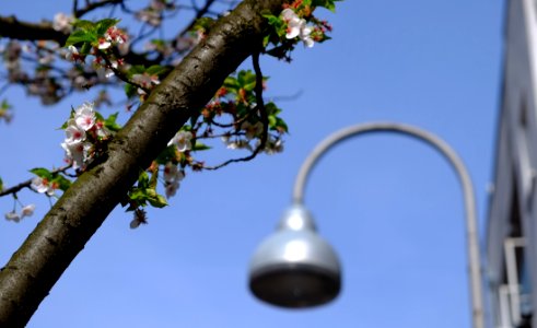 Urban bee